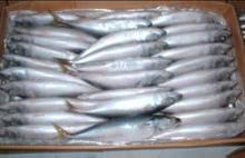 Frozen Mackerel Fish