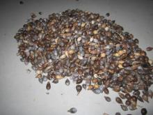 COIX SEEDS