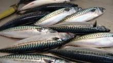 Norway Mackerel, Pacific Mackerel