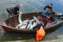 Salmon Fish