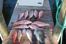 Red Snapper , King Snaper , Scarlet Red Snapper