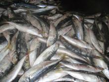 Frozen Horse Mackerel