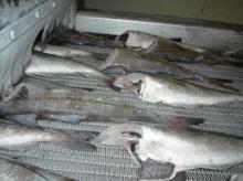 Haddock Fish