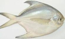White Pomfret Fish