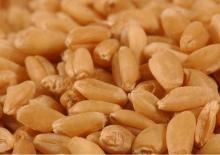 Organic Wheat