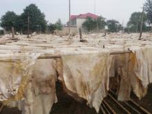 the dry cow hide lime splits kulit sapi kering for rambak crackers,