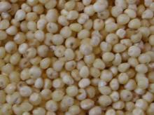 2012 crop white, husk, yellow, red, black millet