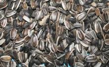 SUNFLOWER SEEDS FOR OIL EXTRACTION