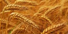 sell: wheat, feed barley, corn