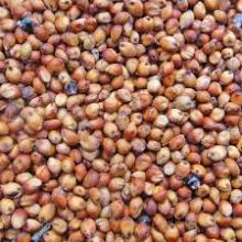 high quality sorghum