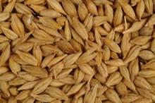 ANIMAL FEED