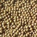 Soyabeans