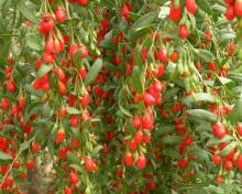 Jagody Goji