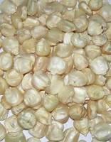 Sell Grade A White Corn