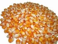 Sell Grade A White and Yellow Corn