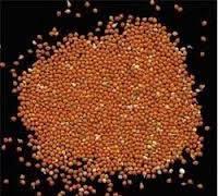 Dry Red Millet