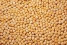 Dried Yellow Peas