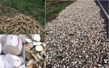 SELL TAPIOCA PRODUCTS IN VIET NAM (CASSAVA)