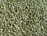 buckwheat kernels