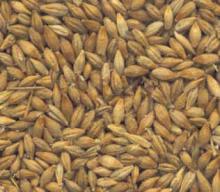 Barley