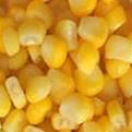 Yellow Maize