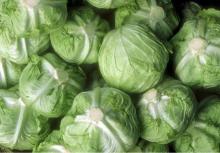Cabbage Fresh