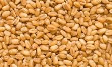 Durum Wheat