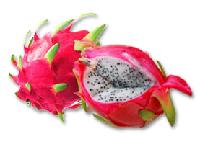 Dragon+fruit+plant+in+california