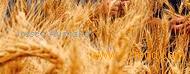 Malt Barley