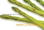 Fresh asparagus