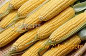 selling Indian Yellow Maize