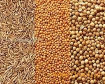 Aniseeds