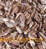 Confectionary Sunflower Seeds