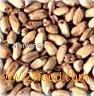 White wheat