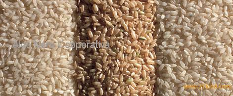 Montebello rice