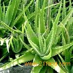 ALOE VERA SUPPLIER OF POWDERS JUICES FROM INNER PULP