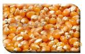 Kernels and Grains 2