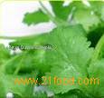CORIANDER