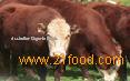 Beef