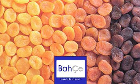 Dried Apricot