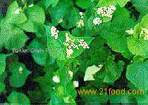 Buckwheat