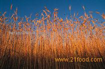Cereal Grains