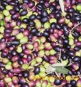 The Olive