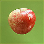 Apples Cox's Orange