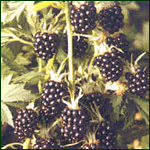 Blackberry (Loch Ness)