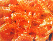 The red shrimp without head