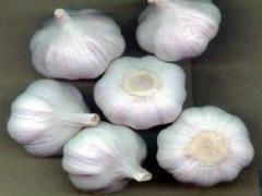 GARLIC