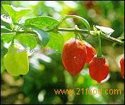 Organic Spices and seasonings