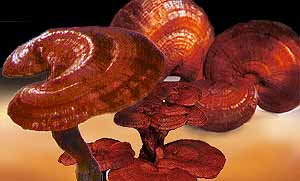 Spore oil and shell broken spore powder