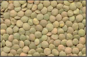 LENTILS